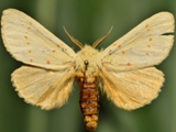Antheua croceipuncta
